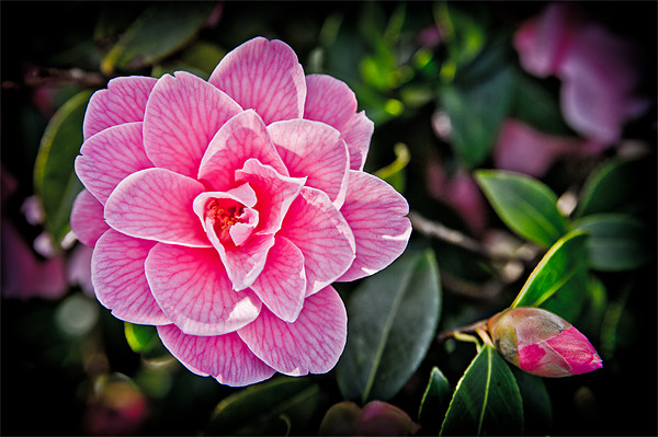 Pink Camellia Picture Board by Mark Llewellyn