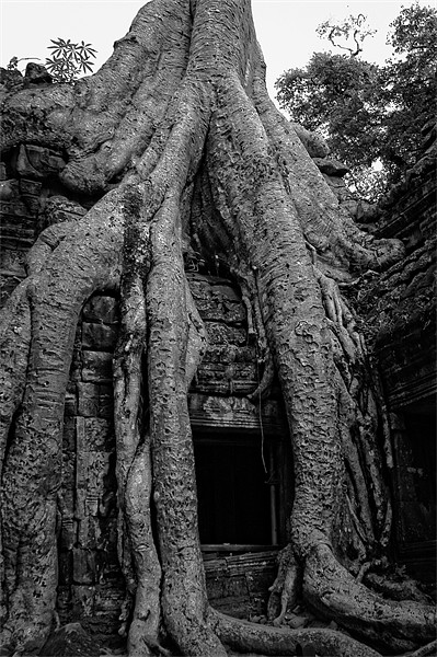 Ta Prohm, Cambodia Picture Board by Mark Llewellyn