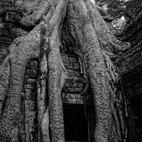 Buy canvas prints of Ta Prohm, Cambodia by Mark Llewellyn