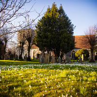 Buy canvas prints of Snowdrops by Mark Llewellyn