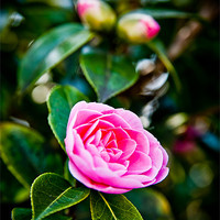 Buy canvas prints of Pink Camellia by Mark Llewellyn