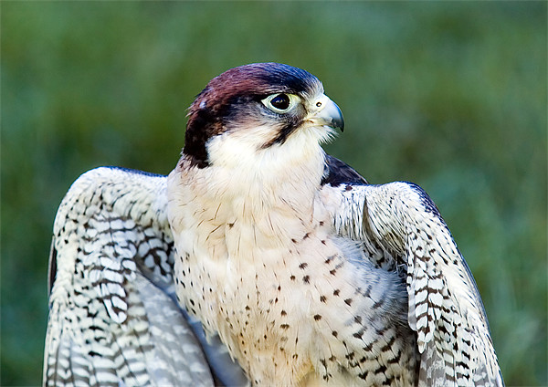 Peregrine Falcon Picture Board by Mark Llewellyn