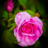 Buy canvas prints of Pink Rose by Mark Llewellyn