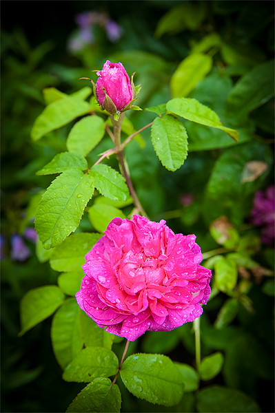 Pink Rose with Bud Picture Board by Mark Llewellyn