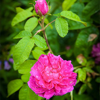 Buy canvas prints of Pink Rose with Bud by Mark Llewellyn