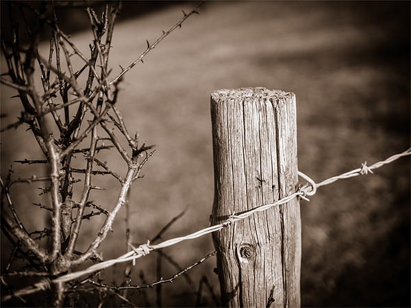 Fence Post Picture Board by Mark Llewellyn
