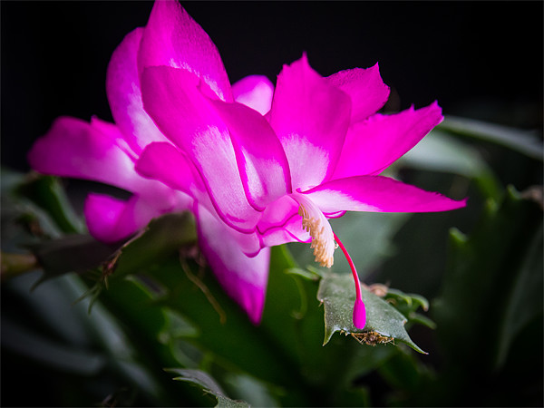 Christmas Cactus Picture Board by Mark Llewellyn