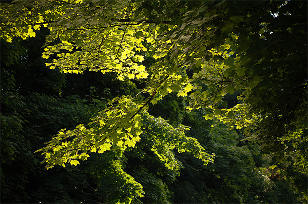 Sunlit Leaves Picture Board by Mark Llewellyn