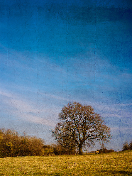 Tree in Field Picture Board by Mark Llewellyn