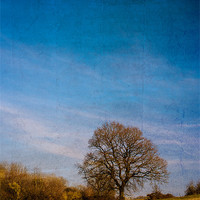 Buy canvas prints of Tree in Field by Mark Llewellyn