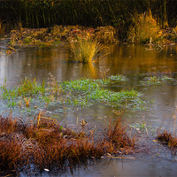 Buy canvas prints of Kintbury Newt Ponds by Mark Llewellyn