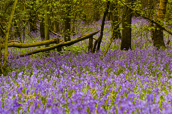 Bluebell Wood Picture Board by Mark Llewellyn