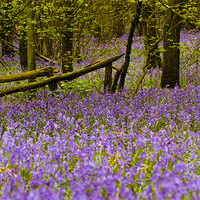 Buy canvas prints of Bluebell Wood by Mark Llewellyn
