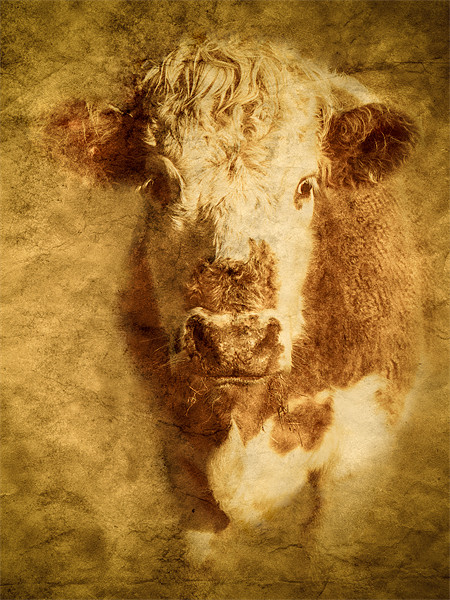 Textured Hereford Bullock Picture Board by Mark Llewellyn
