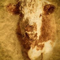 Buy canvas prints of Textured Hereford Bullock by Mark Llewellyn