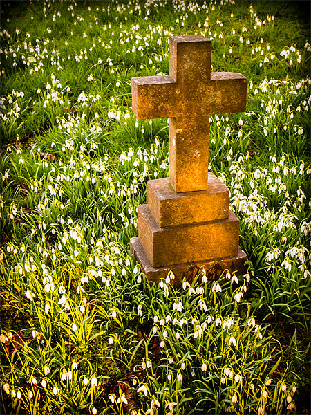 Gravestone with snowdrops Picture Board by Mark Llewellyn