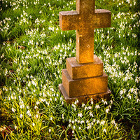 Buy canvas prints of Gravestone with snowdrops by Mark Llewellyn