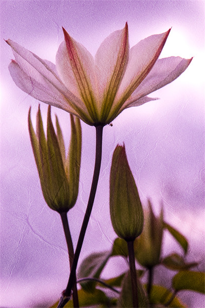 Purple Flower Picture Board by Mark Llewellyn