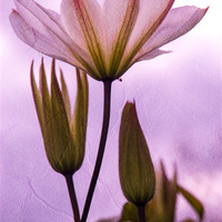 Buy canvas prints of Purple Flower by Mark Llewellyn