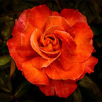 Buy canvas prints of Aged Red Rose by Mark Llewellyn