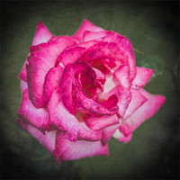 Buy canvas prints of Red Rose by Mark Llewellyn