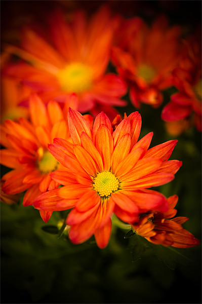 Orange Chrysanthemum Picture Board by Mark Llewellyn