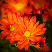 Buy canvas prints of Orange Chrysanthemum by Mark Llewellyn