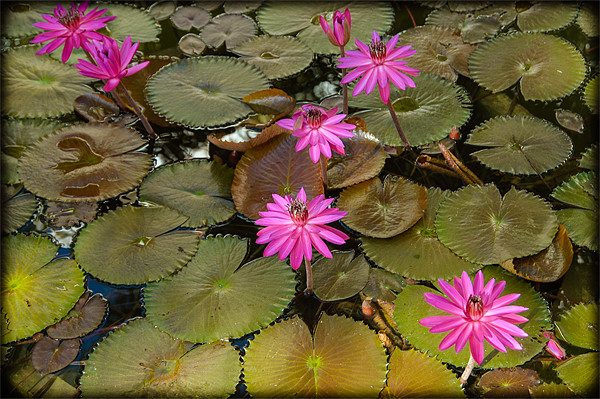 Water Lilies Picture Board by Mark Llewellyn