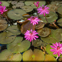 Buy canvas prints of Water Lilies by Mark Llewellyn