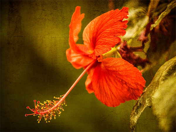 Red Hibiscus Picture Board by Mark Llewellyn