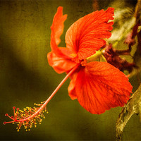 Buy canvas prints of Red Hibiscus by Mark Llewellyn