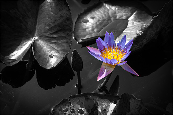 Water Lily Picture Board by Mark Llewellyn