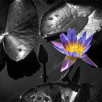 Buy canvas prints of Water Lily by Mark Llewellyn