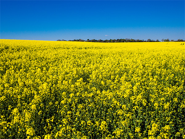 Field of Yellow Rapeseed Picture Board by Mark Llewellyn