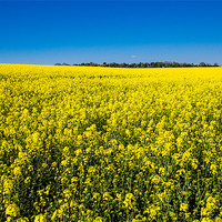 Buy canvas prints of Field of Yellow Rapeseed by Mark Llewellyn