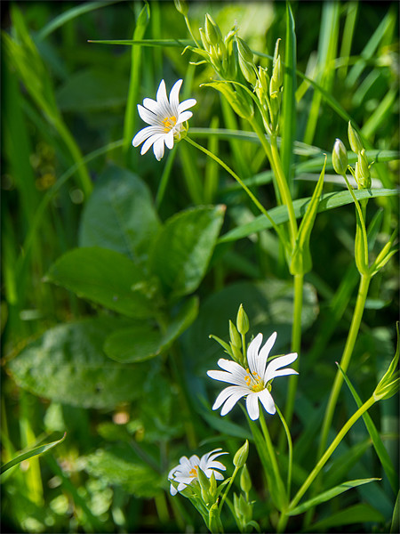 Greater Stitchwort (Stellaria) Picture Board by Mark Llewellyn