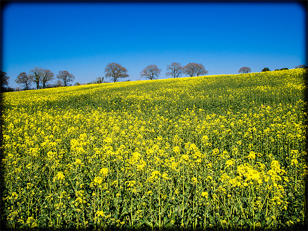 Rapeseed Field, Wiltshire, England, UK Picture Board by Mark Llewellyn