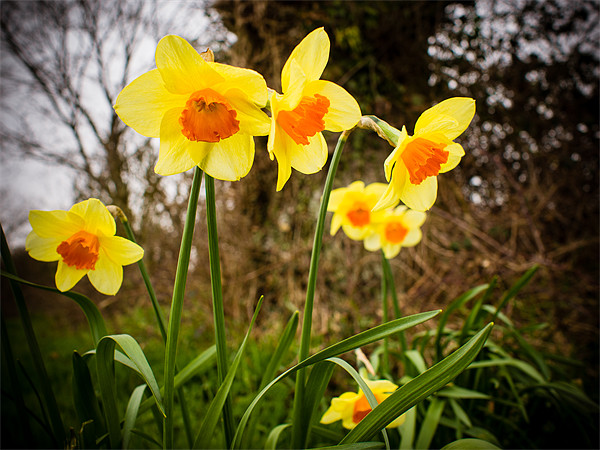 Spring Daffodils 2 Picture Board by Mark Llewellyn