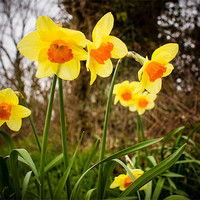 Buy canvas prints of Spring Daffodils 2 by Mark Llewellyn