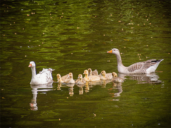 Greylag Goose Family Picture Board by Mark Llewellyn