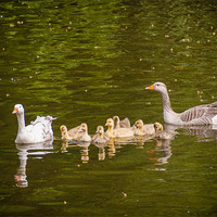Buy canvas prints of Greylag Goose Family by Mark Llewellyn