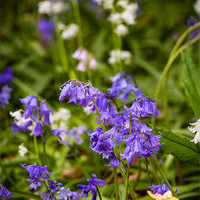 Buy canvas prints of Blue and White bells by Mark Llewellyn