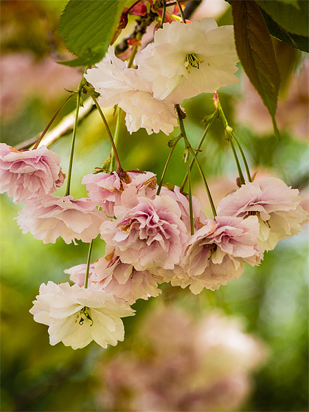Pink Cherry Blossom (Prunus Serrulata) Picture Board by Mark Llewellyn