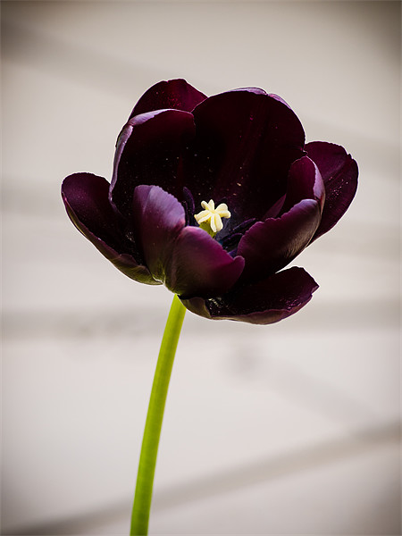 Black Tulip (Tulipa Gesneriana) Picture Board by Mark Llewellyn