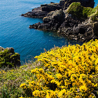 Buy canvas prints of Gorse (Ulex), St Nons Bay, Pembrokeshire, Wales, U by Mark Llewellyn