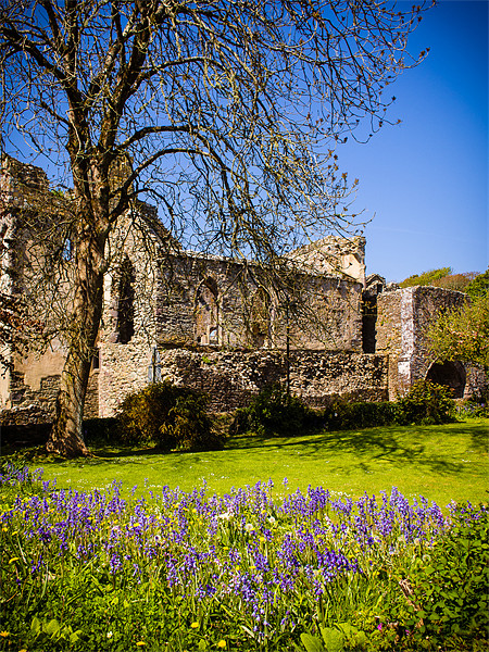 Bluebells, St Davids Abbey, Pembrokeshire, Wales,  Picture Board by Mark Llewellyn