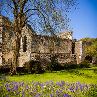 Buy canvas prints of Bluebells, St Davids Abbey, Pembrokeshire, Wales,  by Mark Llewellyn
