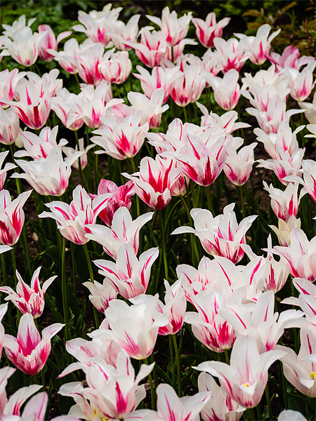 White Tulips (Tulipa) Picture Board by Mark Llewellyn
