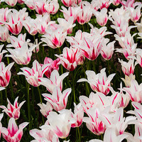 Buy canvas prints of White Tulips (Tulipa) by Mark Llewellyn