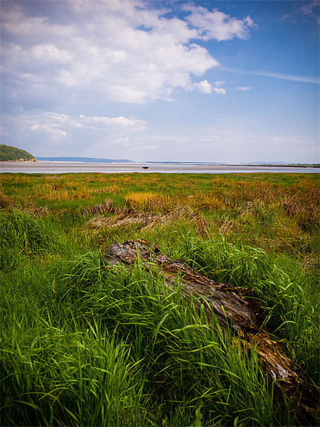Taf Estuary, Laugharne, Wales, UK Picture Board by Mark Llewellyn